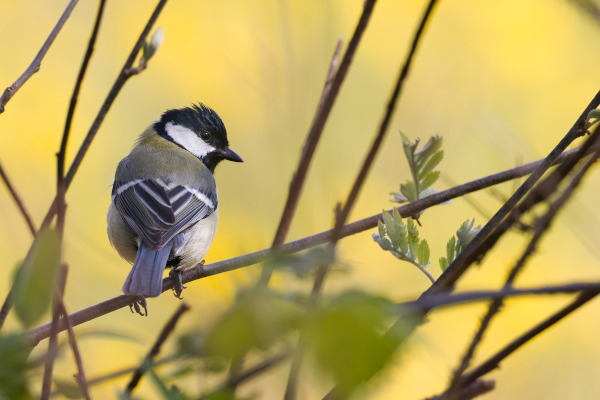 Mésange charbonnière (Parus major) dans des branchages / Pixabay